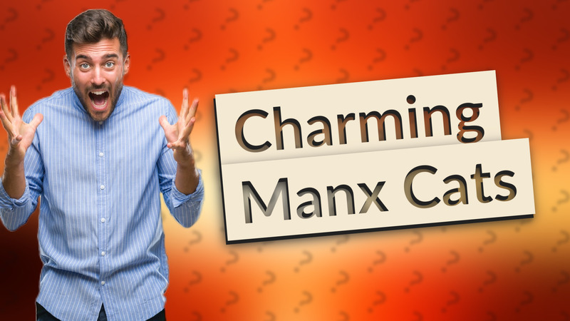 Charming Manx Cats