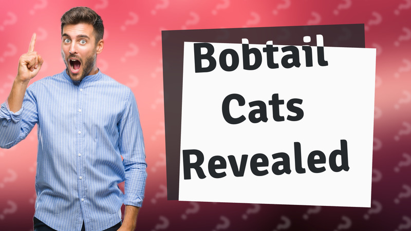 Bobtail Cats Revealed