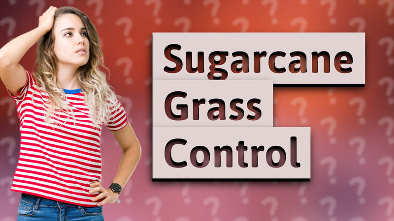 Sugarcane Grass Control