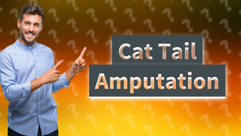 Cat Tail Amputation