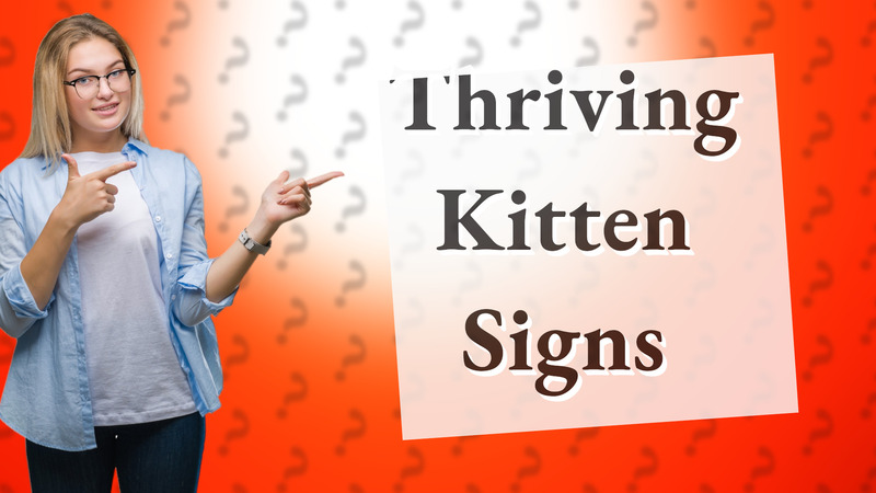 Thriving Kitten Signs