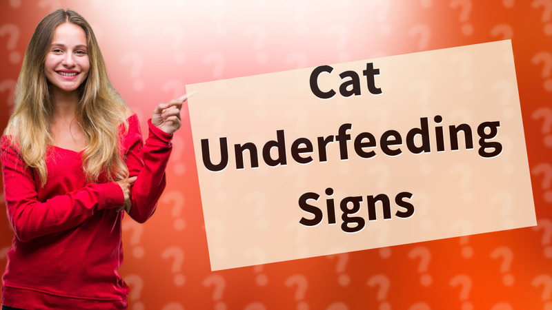 Cat Underfeeding Signs