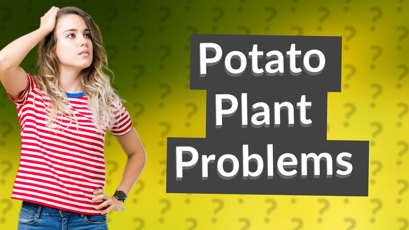 Potato Plant Problems