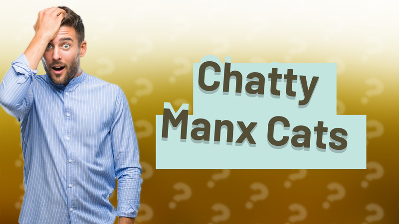 Chatty Manx Cats