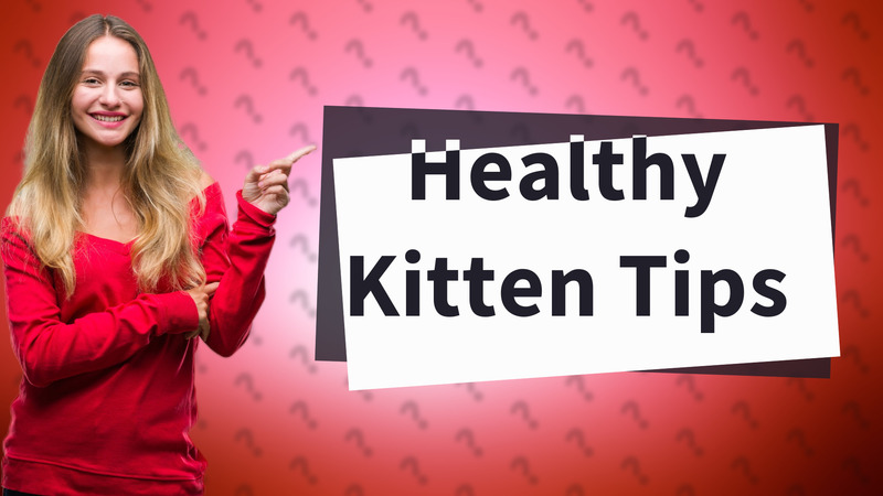 Healthy Kitten Tips