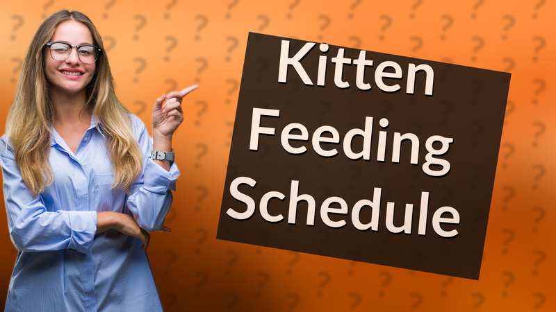 Kitten Feeding Schedule