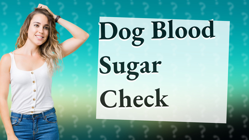 Dog Blood Sugar Check