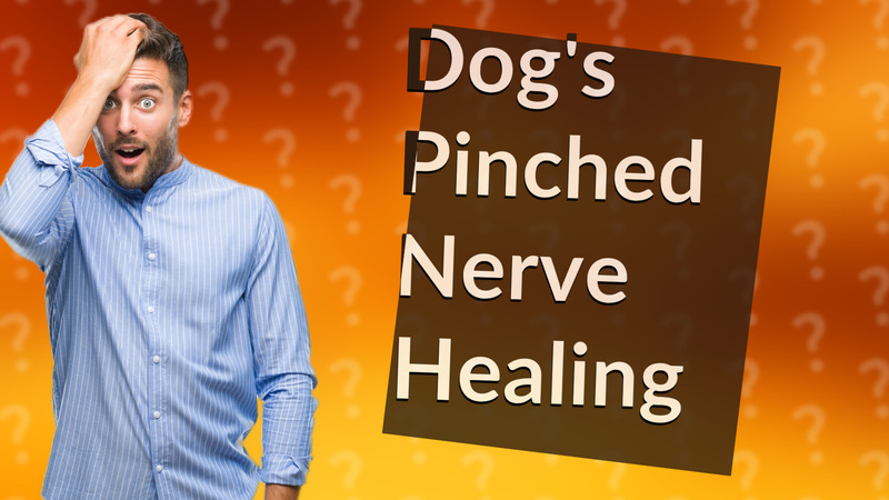 Dog's Pinched Nerve Healing