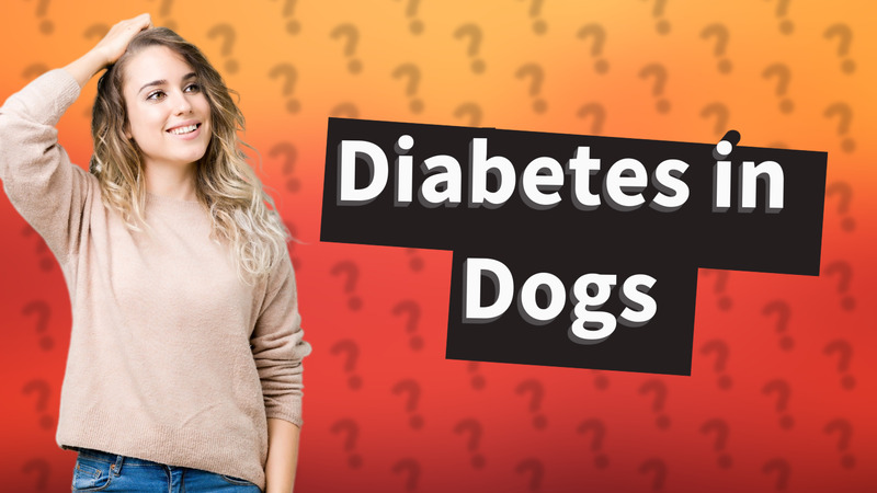 Diabetes in Dogs