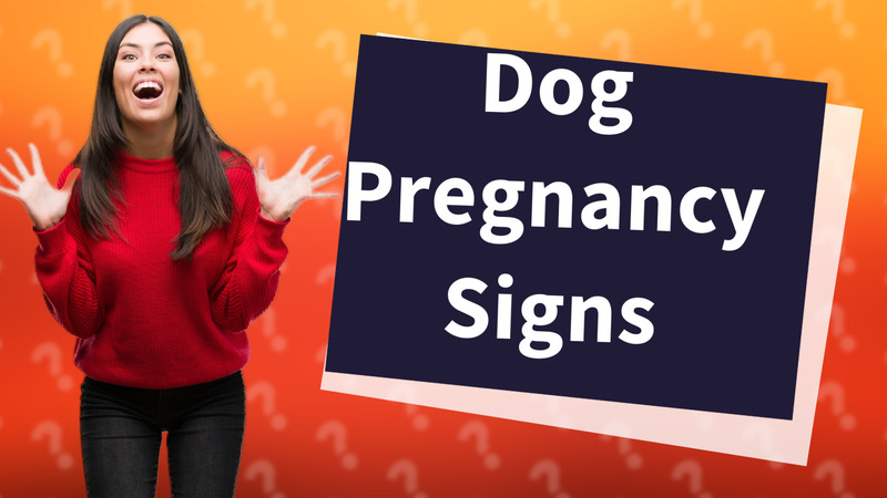 Dog Pregnancy Signs