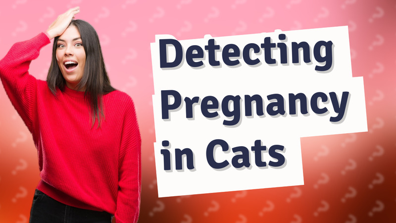 Detecting Pregnancy in Cats