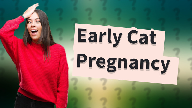 Early Cat Pregnancy