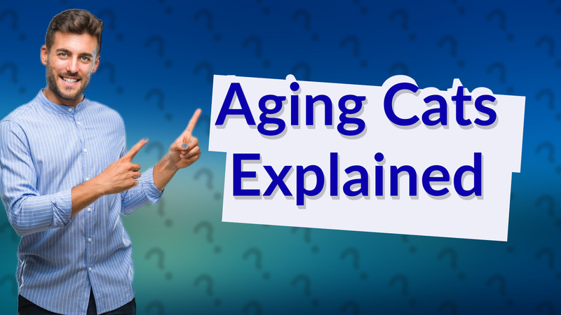 Aging Cats Explained