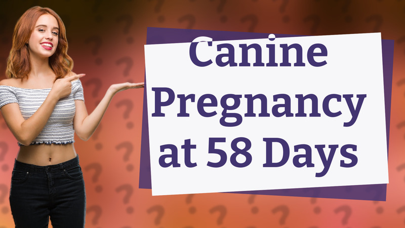 Canine Pregnancy at 58 Days