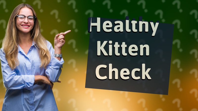 Healthy Kitten Check