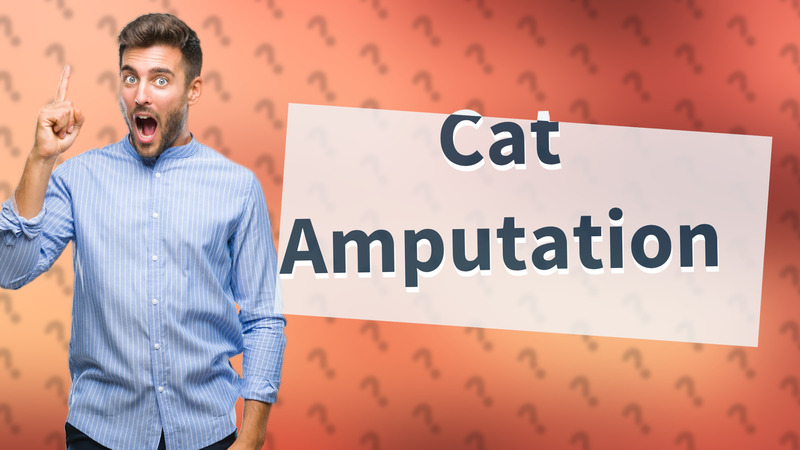 Cat Amputation