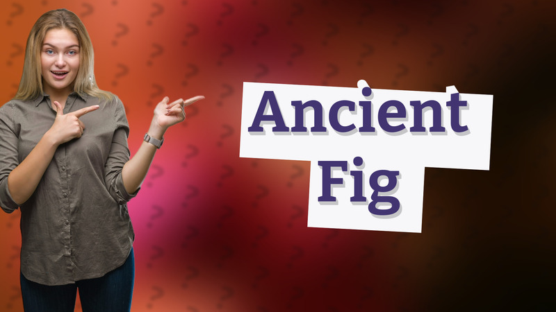 Ancient Fig