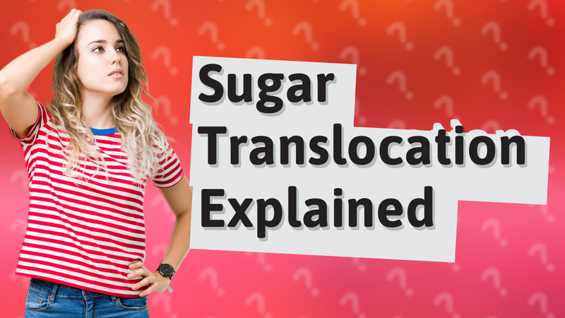 Sugar Translocation Explained