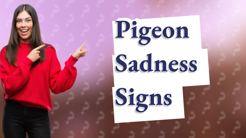 Pigeon Sadness Signs