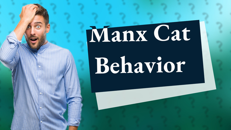 Manx Cat Behavior