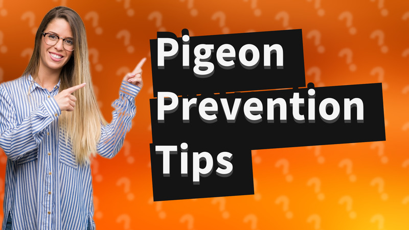 Pigeon Prevention Tips