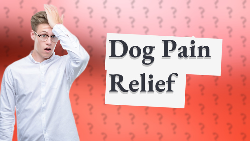 Dog Pain Relief