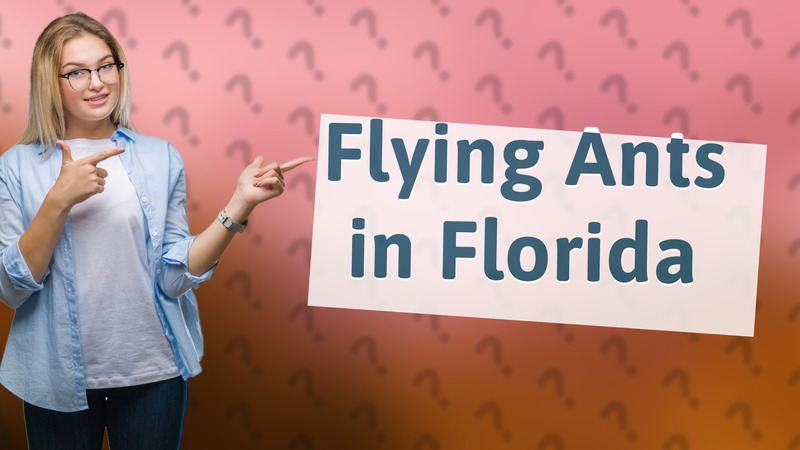 Flying Ants in Florida