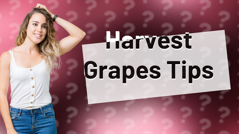 Harvest Grapes Tips