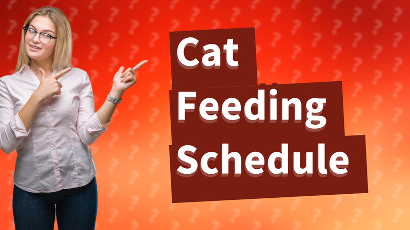 Cat Feeding Schedule