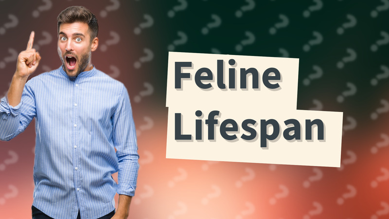 Feline Lifespan