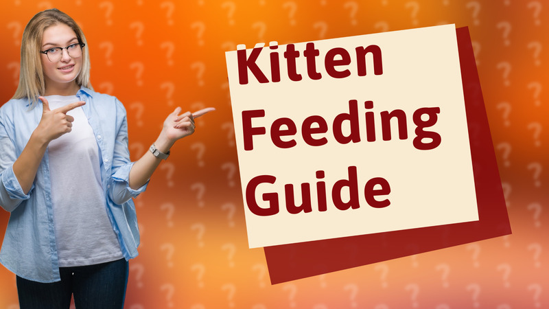 Kitten Feeding Guide