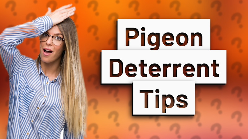 Pigeon Deterrent Tips