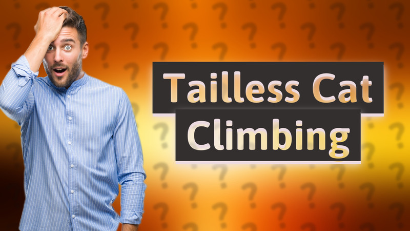 Tailless Cat Climbing