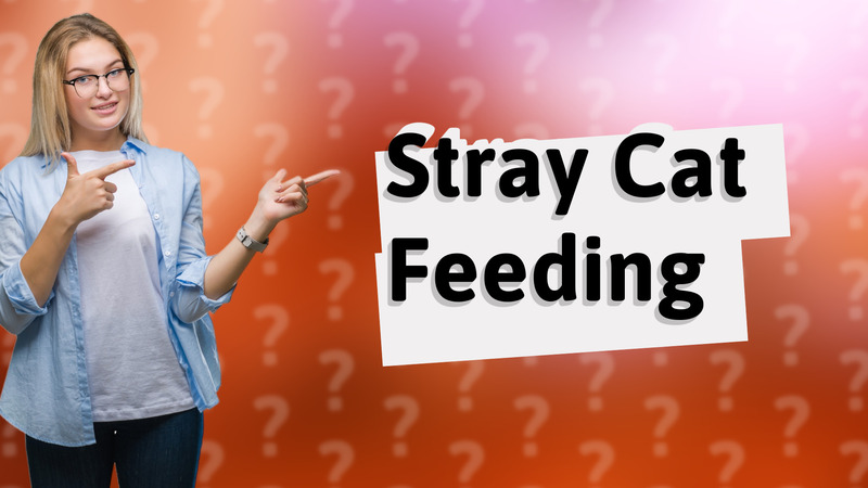 Stray Cat Feeding