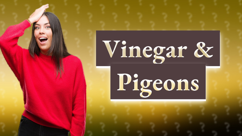 Vinegar & Pigeons