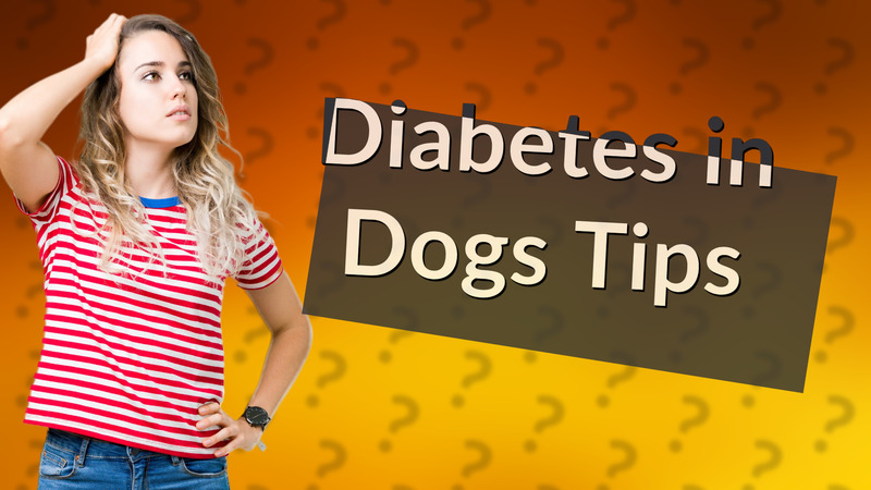 Diabetes in Dogs Tips