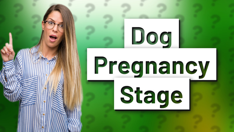 Dog Pregnancy Stage