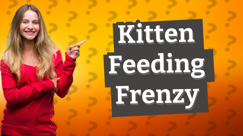 Kitten Feeding Frenzy