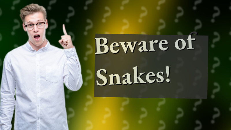 Beware of Snakes!