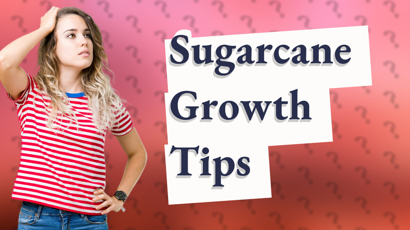 Sugarcane Growth Tips