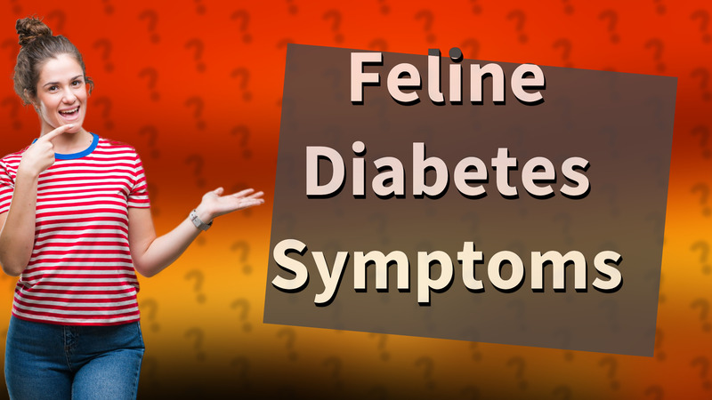 Feline Diabetes Symptoms
