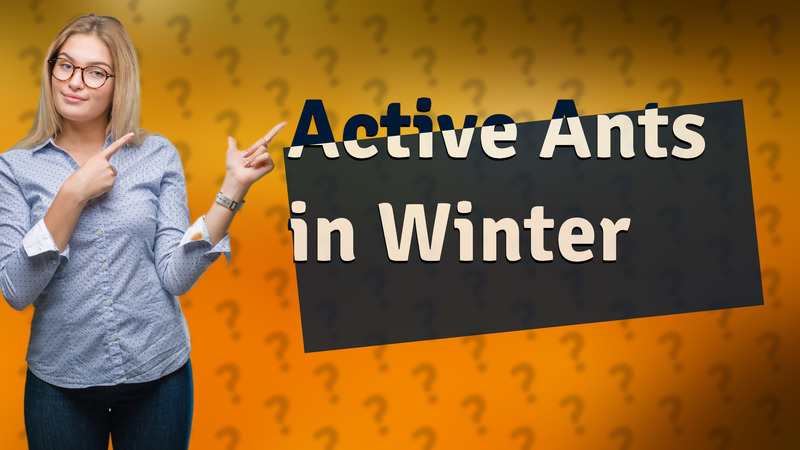 Active Ants in Winter