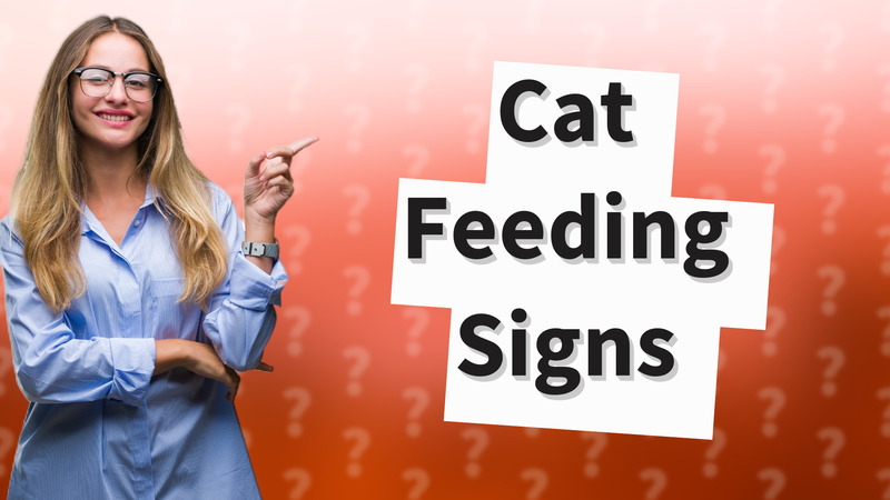 Cat Feeding Signs
