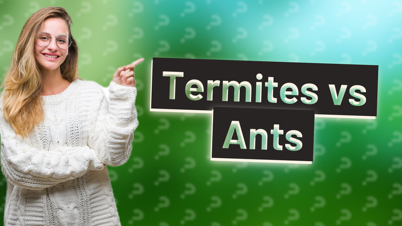 Termites vs Ants