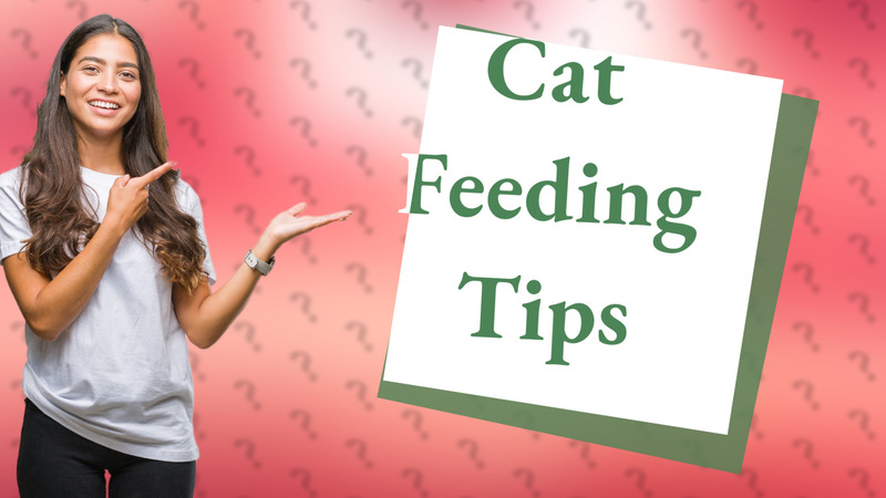 Cat Feeding Tips