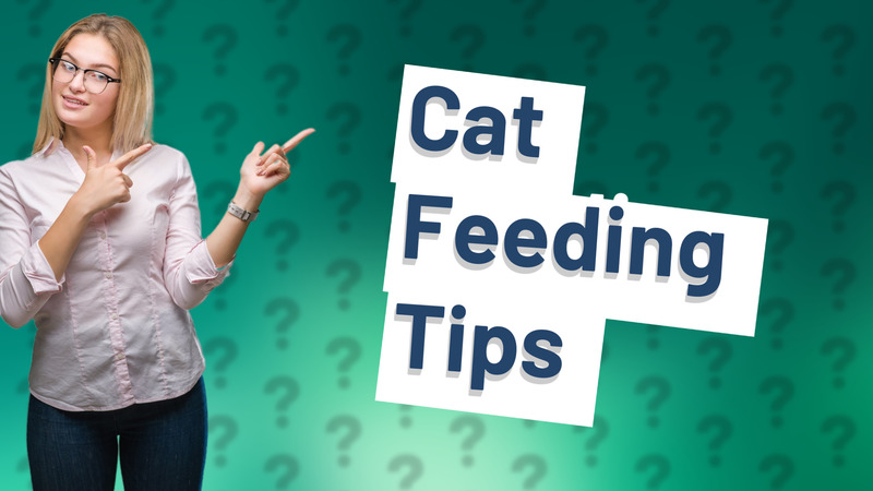Cat Feeding Tips