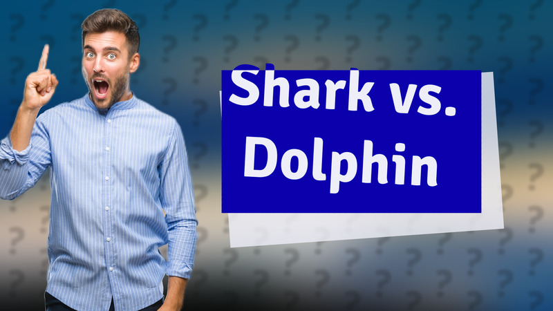 Shark vs. Dolphin