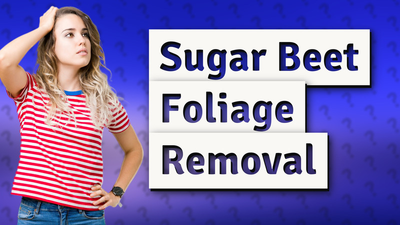 Sugar Beet Foliage Removal