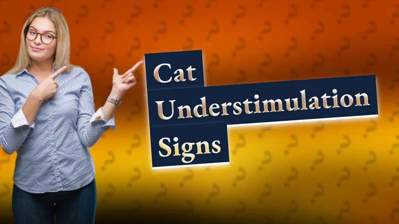 Cat Understimulation Signs