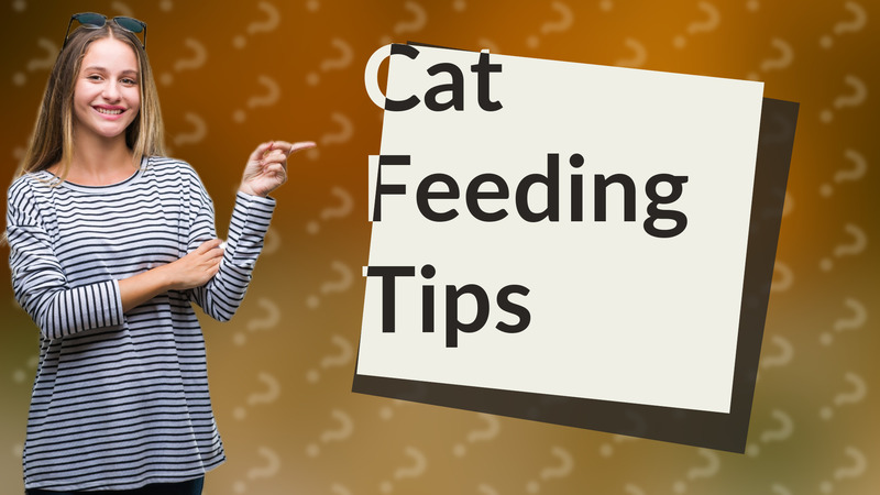 Cat Feeding Tips